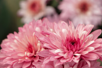 Fototapeta premium Sweet pink chrysanthemums blooming in garden