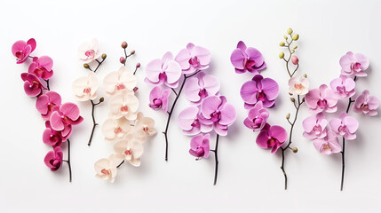 Collection Orchid white background