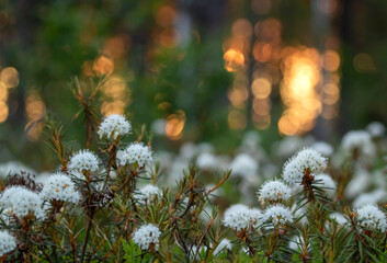 Wild rosemary (Rhododendron tomentosum) blooming on summer morning in Finnish nature