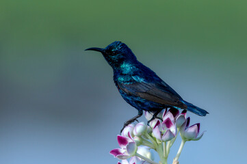 The purple sunbird is a small bird in the sunbird family found mainly in South and Southeast Asia...