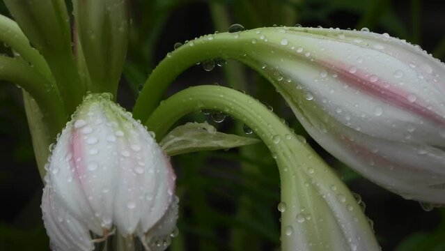 White flowers green - goold .