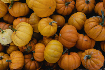 Lots of colourful orange pumpkins. Autumn fall seasonal pattern composition