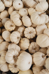 Lots of white pumpkins. Autumn fall seasonal pattern composition