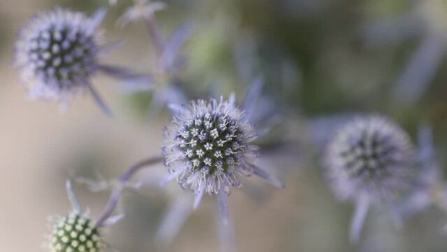 Beautiful blue Eryngium flower plants, who are also known as sea holly. A feast for wild bees and insects.
