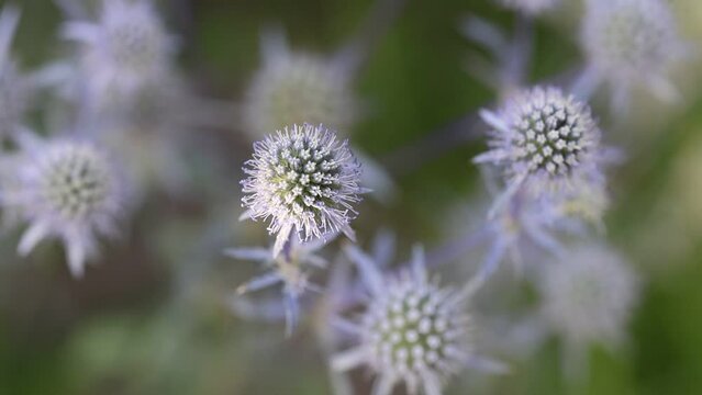 Beautiful blue Eryngium flower plants, who are also known as sea holly. A feast for wild bees and insects.