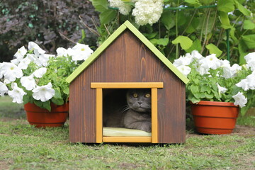 A grey cat takes refuge in a wooden pet house standing between two pots of flowers against a shrub background in the garden.