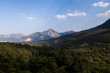 Rare and endangered Lebanese Cedar tree forest at the mountain. Antalya, Turkey.