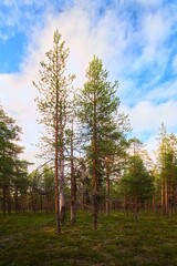 Fototapeta na wymiar Natural pine forest in evening light in northern Swedish nature reserve Norravasund