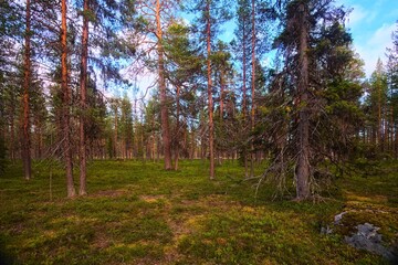 Natural coniferous forest in evening light in northern Swedish nature reserve Norravasund