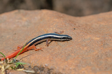 Red Tailed Australian Lizard