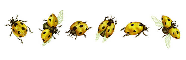 Obraz premium Set of watercolor insects, ladybugs.Vector graphics. 