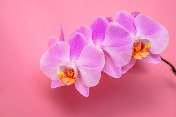 Naklejka na ściany i meble A branch of purple orchids lies on a pink background 