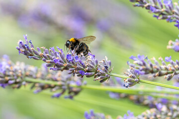 Nahaufnahme einer Hummel beim Nektar sammeln auf einer Lavendelblüte auf einem Lavendelfeld - Macro