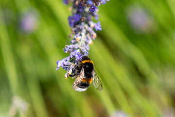 Nahaufnahme einer Hummel beim Nektar sammeln auf einer Lavendelblüte auf einem Lavendelfeld - Macro