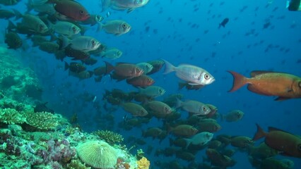 School of ray-finned bigeyes fish adds charm to underwater coral reef. School of ray-finned fish creates an enchanting atmosphere in coral reef.