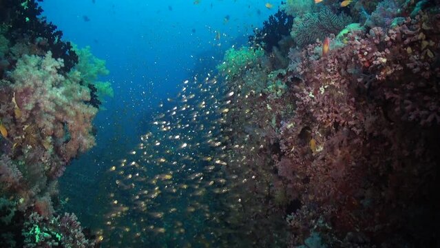 Marine ecosystem presence of school of shiny glass fish in Maldives. Marine ecosystem is enriched by presence of school of shiny glass fish.