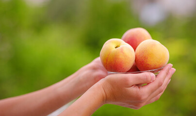 woman holding bowl of fresh peaches in her hands while standing in garden