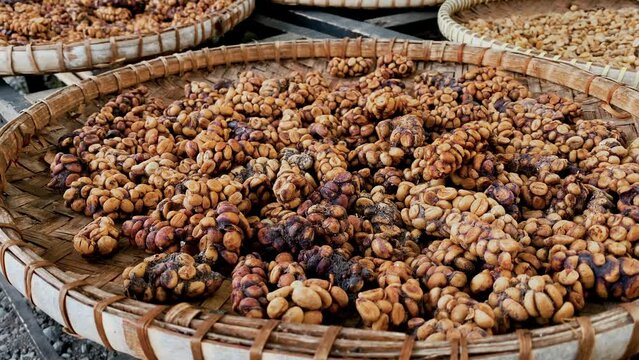 Close-up of the famous Kopi Luwak coffee beans drying in the basket