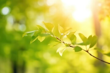 Beautiful blurred spring summer natural background