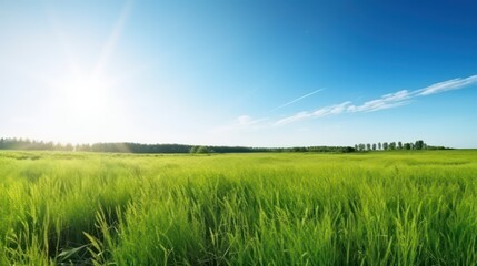 Fototapeta na wymiar Beautiful panoramic natural landscape of a green field wide