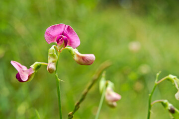 Olsztyn, las, kwiaty