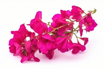 Blooming branch flowers and inflorescence of bougainvillea isolated on white background - obrazy, fototapety, plakaty