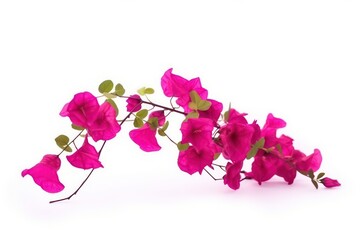 Blooming branch flowers and inflorescence of bougainvillea isolated on white background