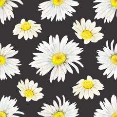 Field camomile buds hand-drawn pattern. Watercolor floral illustration of delicate flower heads fully open on black background. Meadow wildflower scillfully painted for textile printing, wrapping