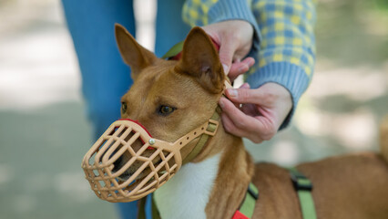 The owner puts a muzzle on the African dog breed Basenji for a walk.