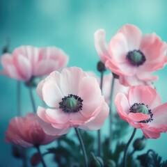 Gently pink flowers of anemones outdoors in summer spring