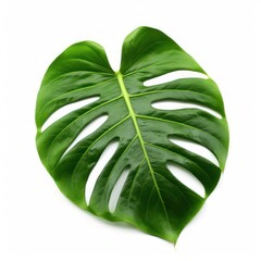 green leaf of monstera plant isolated on white background