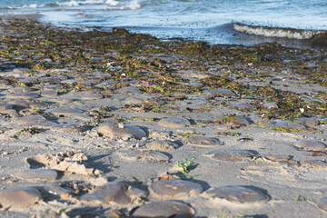 lot of jellyfish on the shore of the North Sea after a storm