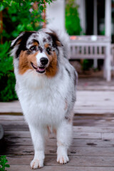 Beautiful Australian Shepherd on the garden terrace