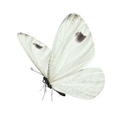 Beautiful white butterfly - 627191944