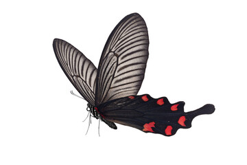Black and red butterfly on a white background
