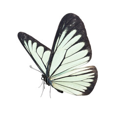 Beautiful white butterfly