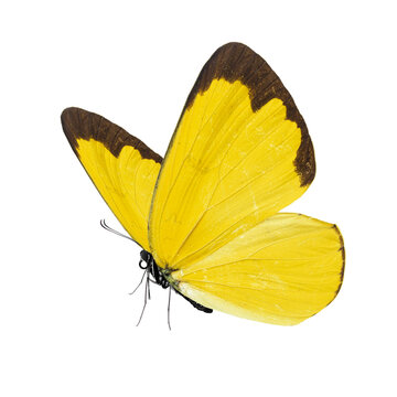 Beautiful yellow butterfly