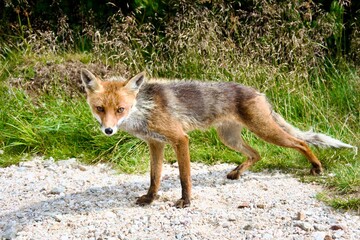 red fox in the wild