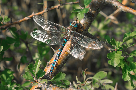 dragonfly