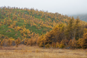 Beautiful autumn landscape. View of the mountain valley and the larch forest on the slope of the hill. Low clouds. Overcast weather. Traveling and hiking in northern nature. Natural background.