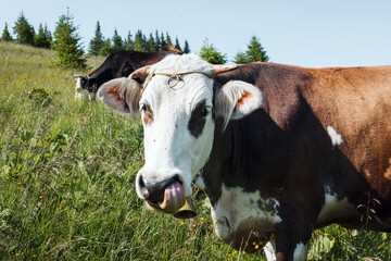 Young red cow in a pasture on a background of mountains. cow on the background of mountains. Cows in the Carpathians