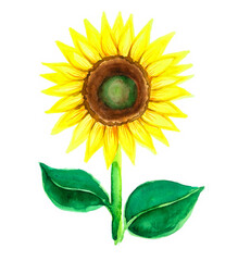 Sunflower flower isolated on white background. A flower on a stem. Two large leaves on the left and right. The middle is a green and brown circle. Yellow petals. Watercolor.
