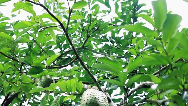 soursop hanging from a tree slider shot