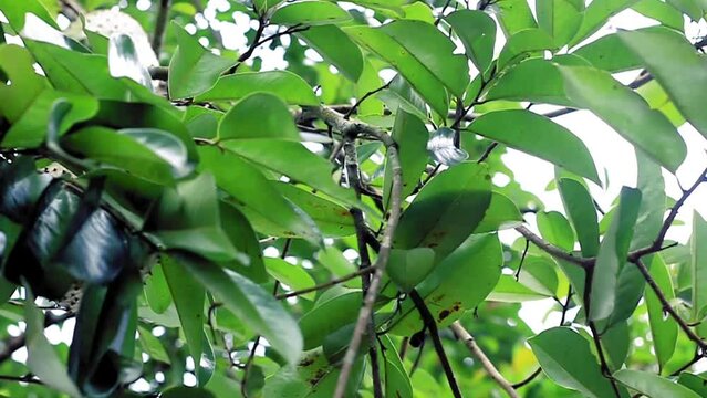 soursop fruits hanging from a tree stock video, closeup , slider shot