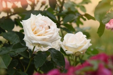 white roses in garden