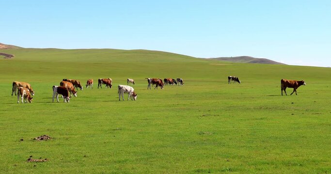 Hulunbuir Grassland, is a world famous natural pasture, is one of the world's four grasslands, known as the world's best grassland.