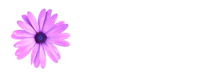 Purple color African daisy flower isolated on white background header or web banner design.