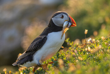 Atlantic puffin