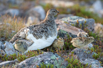 Beautiful bird of northern regions, Rock ptarmigan, Lagopus muta with chicks resting calmly on a stony ground in Northern Finland, Europe