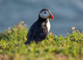 Atlantic puffin
